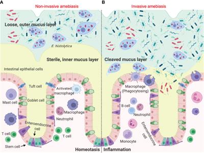 Gasdermins in Innate Host Defense Against Entamoeba histolytica and Other Protozoan Parasites